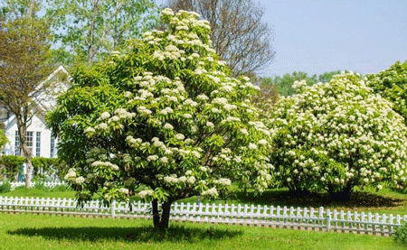 石楠花为什么是精子味,由石楠花中的三甲胺引起