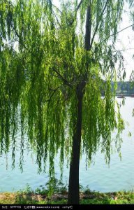 ​家里不能种植这三种树，不然容易出灵异问题