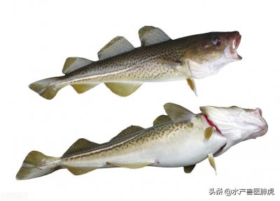 ​柴鱼又叫什么鱼（广东人叫的柴鱼学名又叫做什么名字）