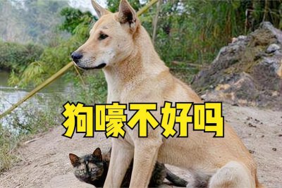 ​狗冲人叫迷信的说法（狗如果冲陌生人叫嚎叫预示了什么）