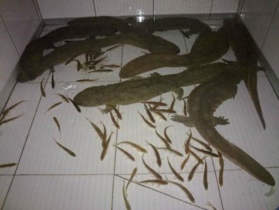 ​娃娃鱼吃什么饲料长得快一点