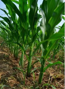 ​华农658玉米品种简介（华农658抗锈病抗倒伏耐高温）