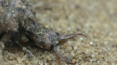 ​只吃不拉的动物是什么（没有肛门的虫子会被胀死吗）