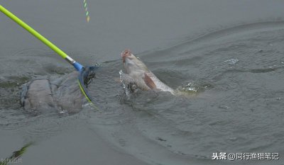 ​谷麦窝料制作方法和配方（谷麦配方饵料制作全过程介绍）