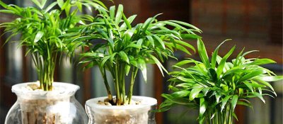 ​袖珍椰子喜阴还是喜阳（耐阴好养袖珍椰子的养护要点）