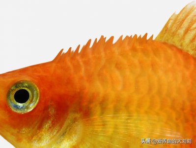 ​鱼炸鳞自己会恢复吗（用什么药治疗金鱼炸鳞比较好）