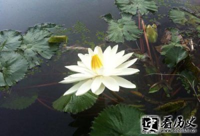 ​白莲教在古代为什么屡禁不止?