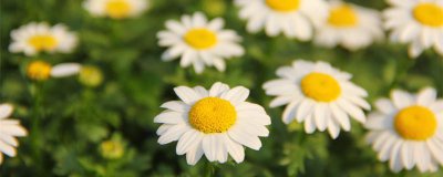 ​小雏菊的花语