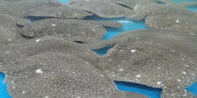 ​多宝鱼怎么处理内脏