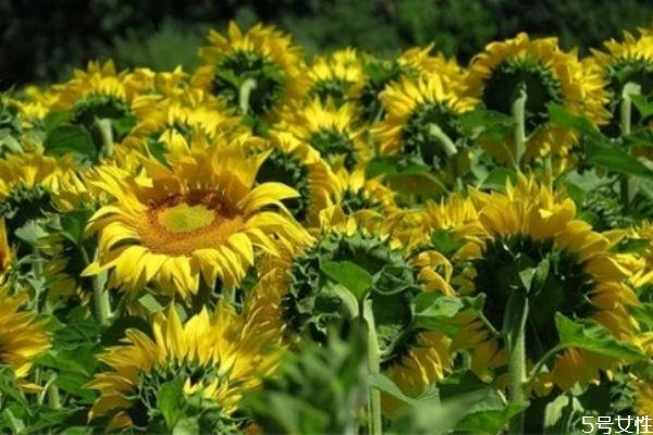 价值观不同的夫妻如何相处 夫妻三观不合如何挽回 价值观不同的夫妻如何相处 夫妻三观不合如何挽回