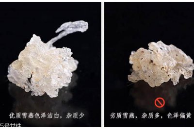​雪燕是什么颜色 雪燕好坏对比图