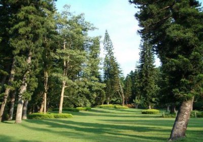 ​南洋杉与家居风格的搭配-南洋杉的风水学应用