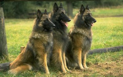 ​正确训练狗狗的方法总结