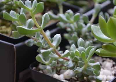 ​白凤菊与家居风格的搭配-白凤菊的养殖方法