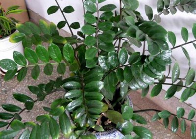 ​翡翠木的风水学应用-翡翠木在家居中的作用