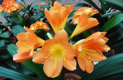 ​室内养君子兰七八月讲究多 养殖君子兰注意事项