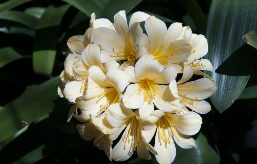 室内养“君子兰”,七八月“讲究”多,“4件事”坚决别做