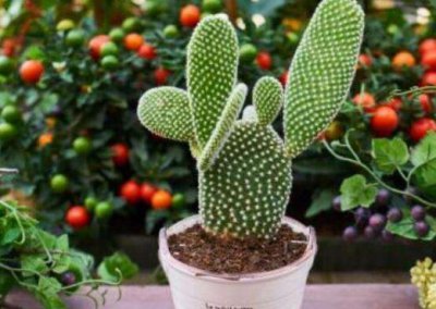 ​仙人球喜干不喜湿 怎样才能顺利移植仙人掌