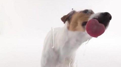 为什么舔狗舔到最后一无所有2