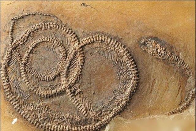 探秘人类怕蛇是天生的吗（人怕蛇是因为什么原因）  1