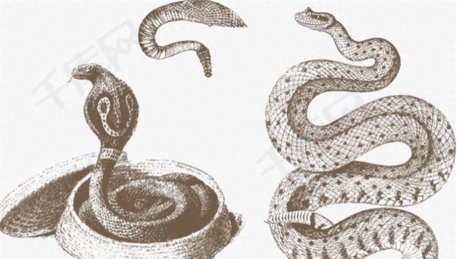 探秘人类怕蛇是天生的吗（人怕蛇是因为什么原因）  4