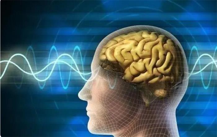 探秘大脑智力进化有极限吗（有）  3