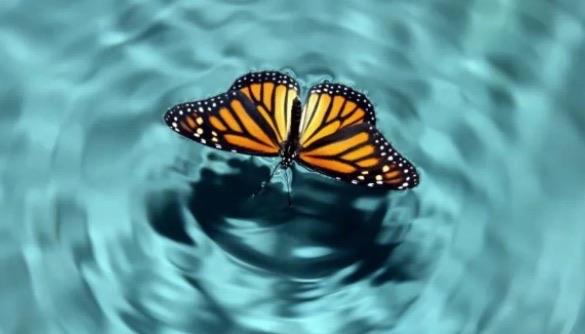 探秘破窗效应有什么启示（和蝴蝶效应有什么区别）  3