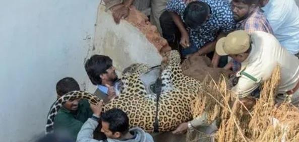 探秘动物伤人事件（动物引发的伤害案例）  5