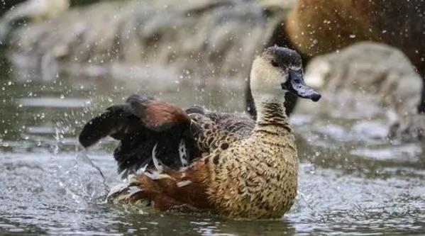 探秘动物伤人事件（动物引发的伤害案例）  3