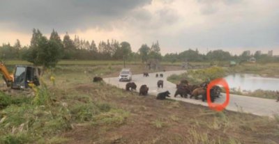 ​动物伤人事件（动物引发的伤害案例）