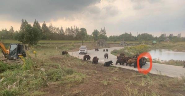 探秘动物伤人事件（动物引发的伤害案例）  1