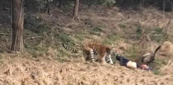 探秘动物伤人事件（动物引发的伤害案例）  2