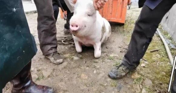 探秘猪下跪是不是杀不得（猪为什么会下跪呢）  2