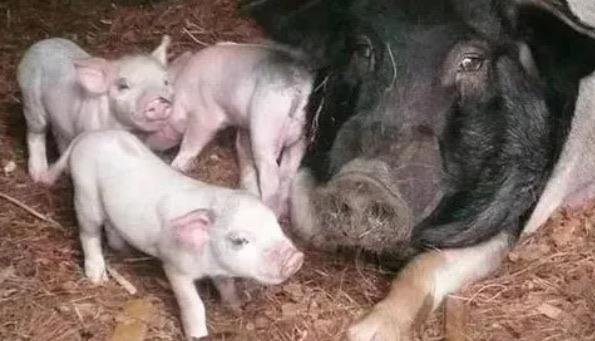 探秘猪下跪是不是杀不得（猪为什么会下跪呢）  1