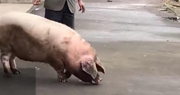 探秘猪下跪是不是杀不得（猪为什么会下跪呢）  3