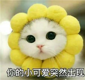 和女生聊天开场表情包8