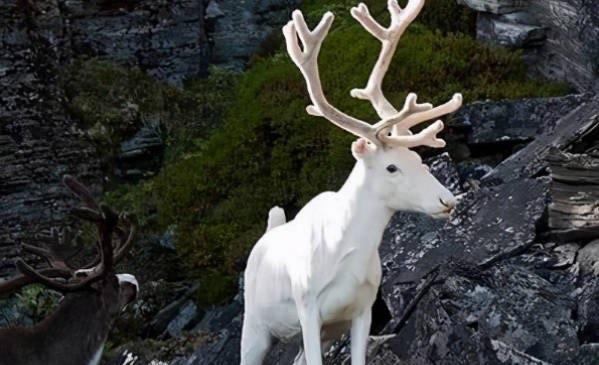 探秘神农架白色动物的谜团 至今仍是未解之谜(存在争议)  1