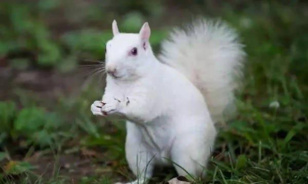 探秘神农架白色动物的谜团 至今仍是未解之谜(存在争议)  3