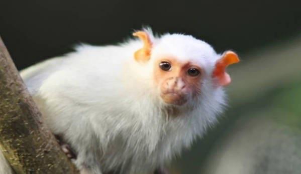 探秘神农架白色动物的谜团 至今仍是未解之谜(存在争议)  2