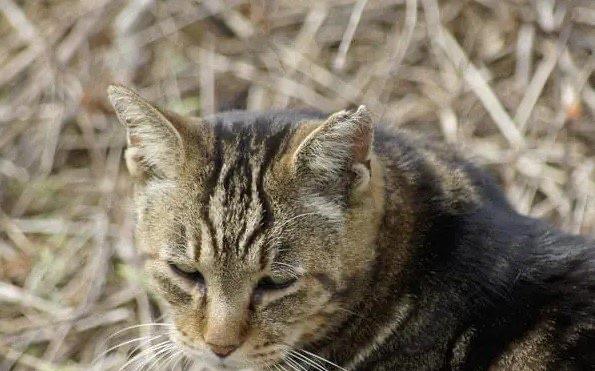 探秘1987年陕西夜狸猫事件真相 至今无人知晓(疑似是谣言)  3