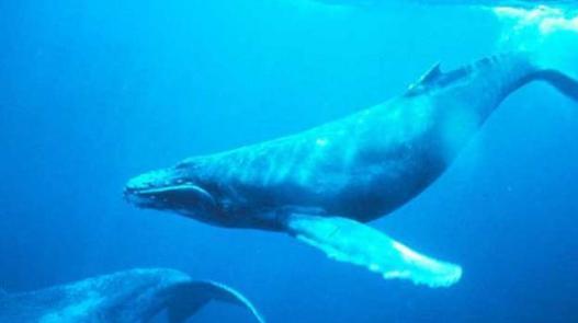 世界上二十种动物之最排行榜,原来最长寿的动物不是乌龟而是它