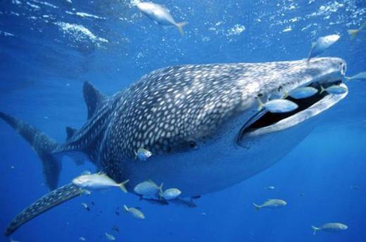 世界上二十种动物之最排行榜,原来最长寿的动物不是乌龟而是它