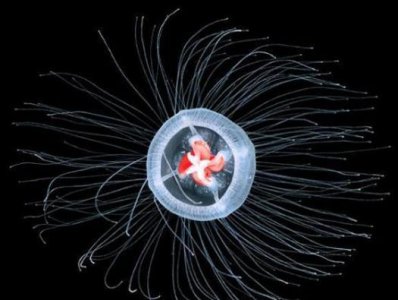 ​世界上二十种动物之最排行榜，原来最长寿的动物不是乌龟而是它