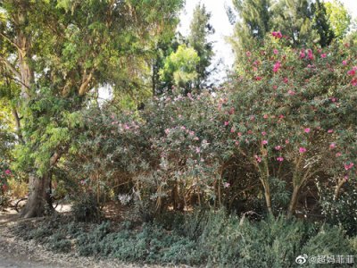 ​世界七大奇迹之一．阿泰密斯(阿尔忒弥斯）是希腊神话中的月亮和狩猎