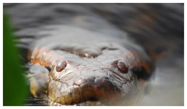 世界上“重量级”巨蛇，可重达250公斤，但远没有电影中恐怖！