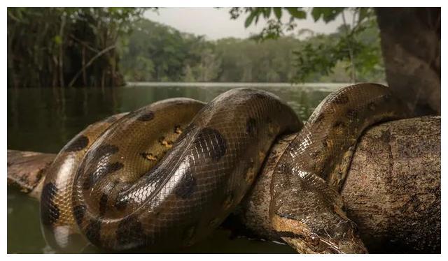 世界上“重量级”巨蛇，可重达250公斤，但远没有电影中恐怖！