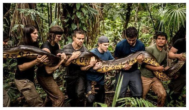 世界上“重量级”巨蛇，可重达250公斤，但远没有电影中恐怖！