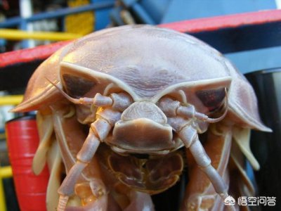 ​盘点世界十大神秘生物有哪些？