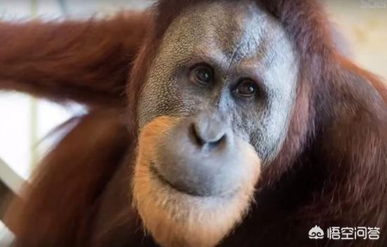 盘点世界十大神秘生物有哪些？