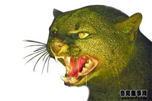 盘点世界十大神秘生物有哪些？